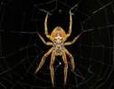 Phobie des araignées : pourquoi est-elle si fréquente ?