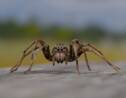 Australie : une nouvelle espèce d'araignée découverte par un enfant