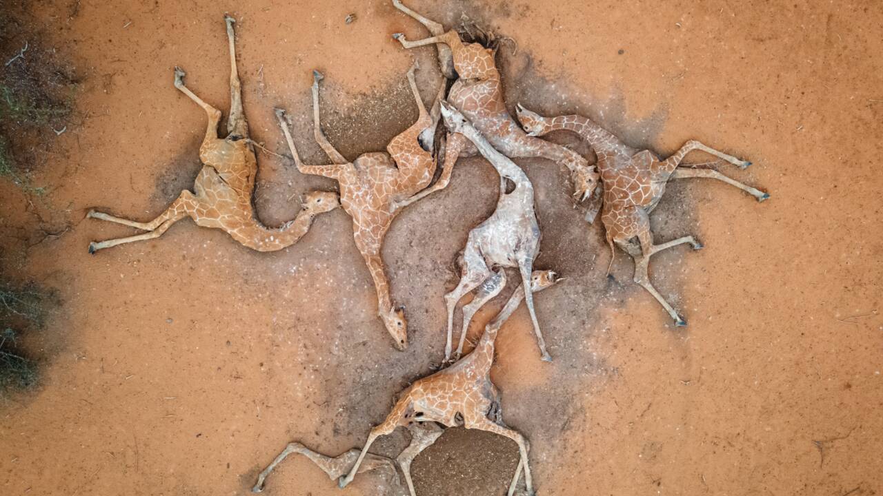 Au Kenya, une photo de cadavres de girafes alerte sur les ravages de la sécheresse en cours
