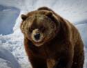 Etats-Unis : plusieurs Etats pourraient autoriser de nouveau la chasse au grizzli
