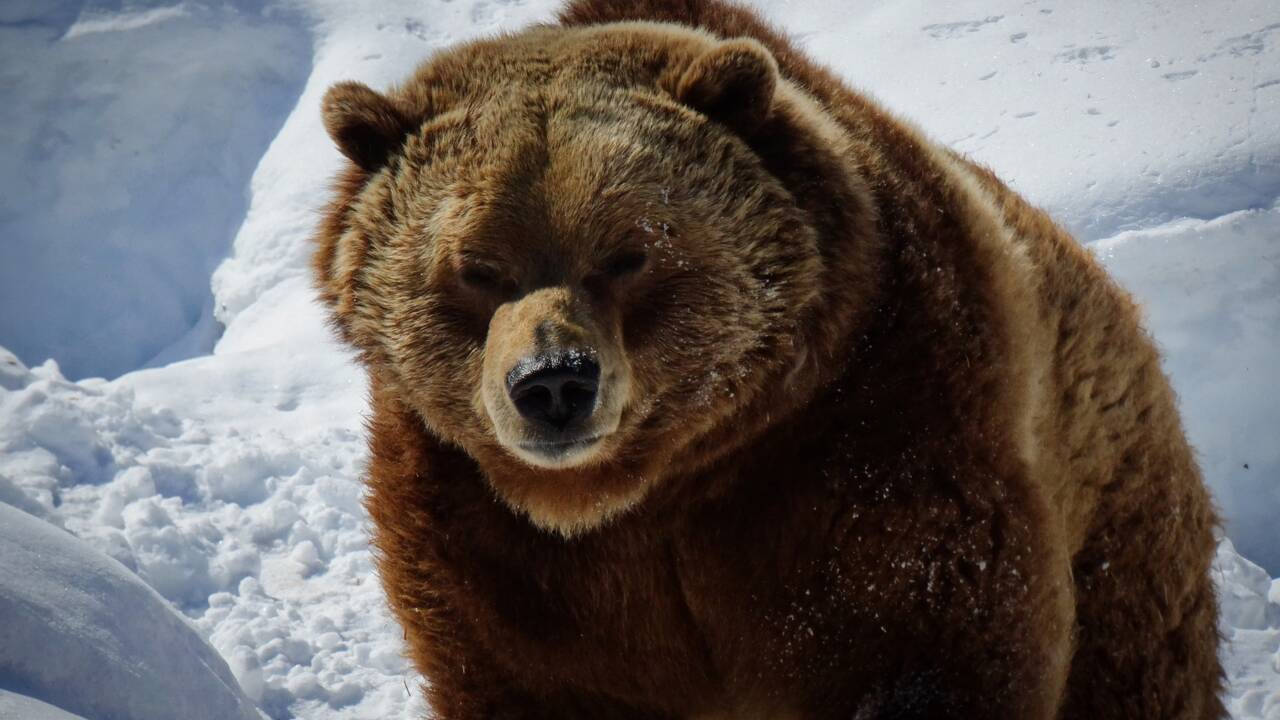 Etats-Unis : plusieurs Etats pourraient autoriser de nouveau la chasse au grizzli