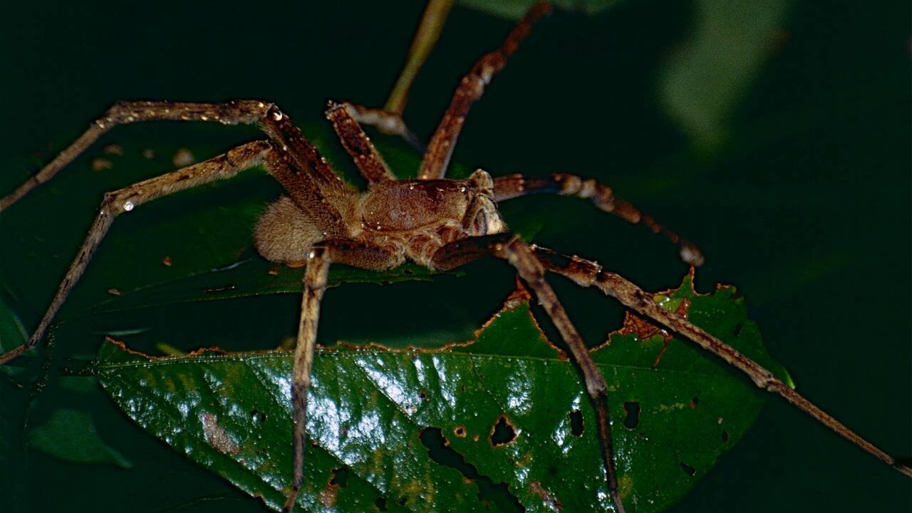 Quelles sont les araignées les plus dangereuses ?