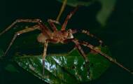 What are the most dangerous spiders?
