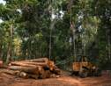 Déforestation et changement climatique, une menace pour le travail en extérieur