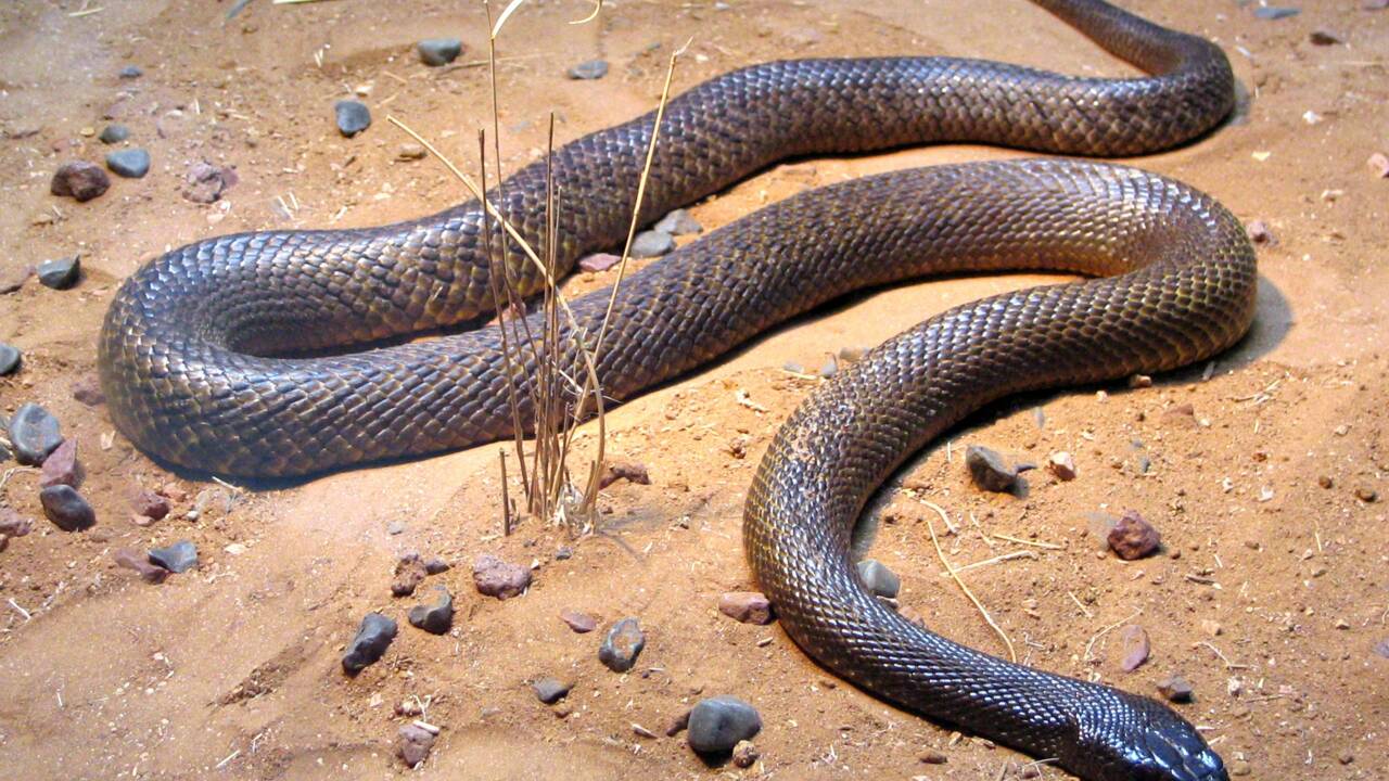 Quels sont les serpents les plus dangereux du monde ?