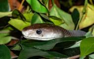 Apa ular paling berbahaya di dunia?
