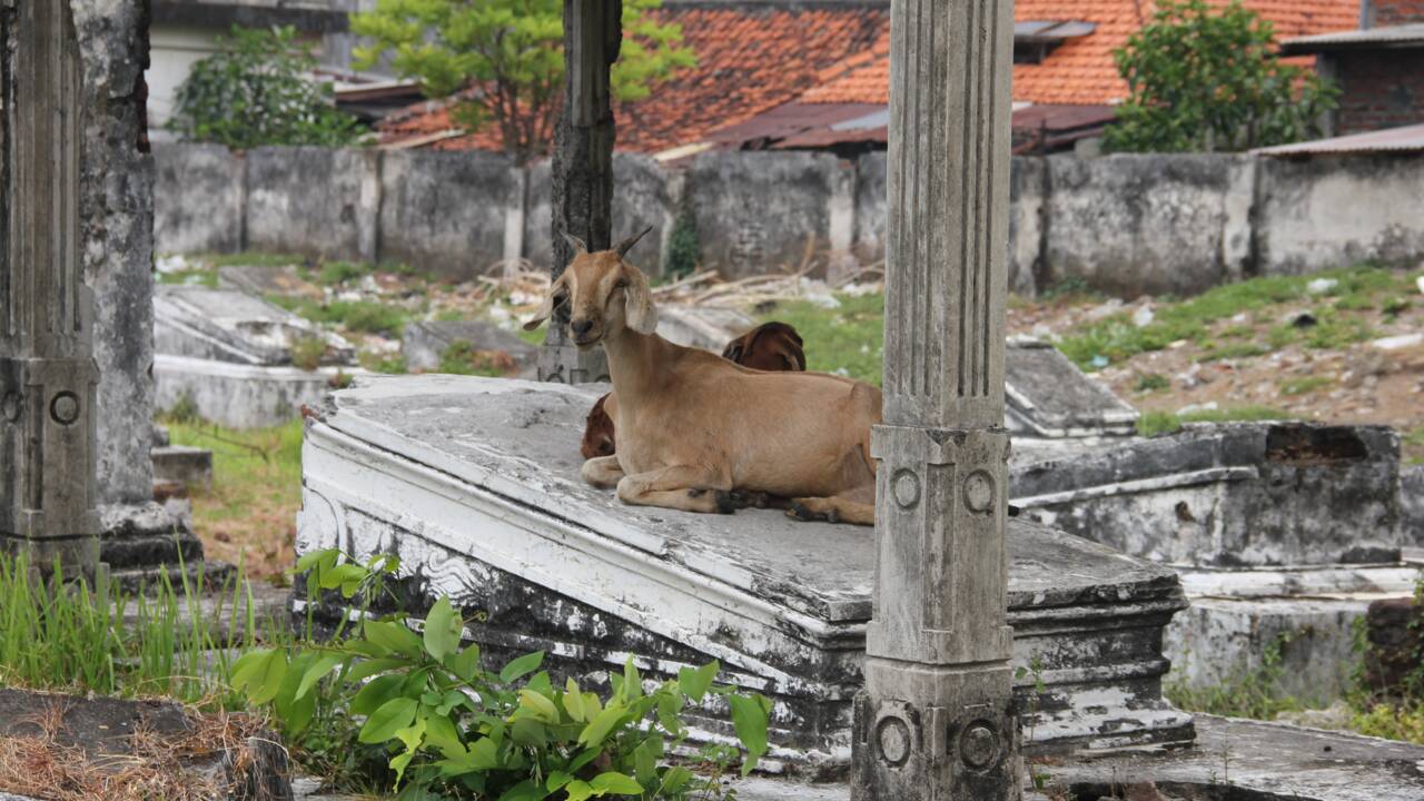 Dans la Loire, des chèvres errantes abattues pour protéger un cimetière 