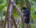 Australie : un album de chants d'oiseaux menacés d'extinction dans le top des charts
