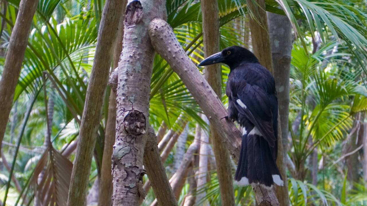 Australie : un album de chants d'oiseaux menacés d'extinction dans le top des charts