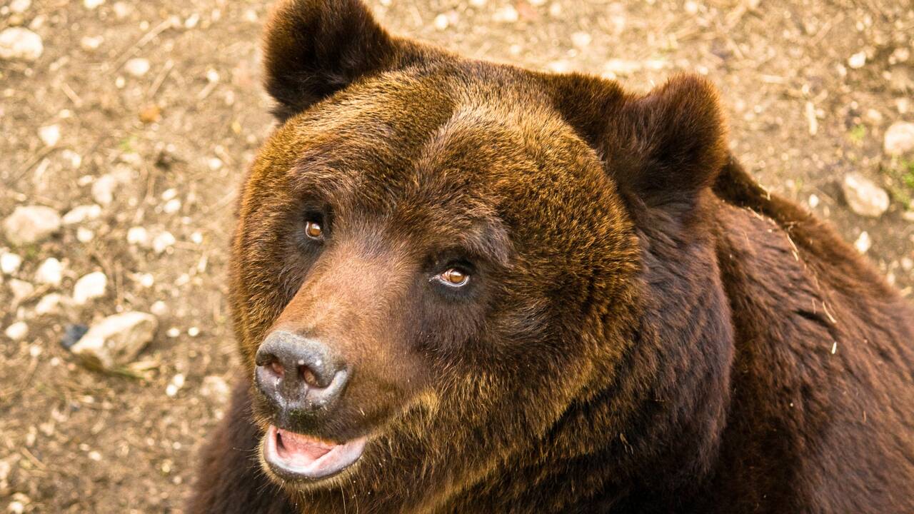 Italie : un ours glouton s'incruste dans des villages de montagne 