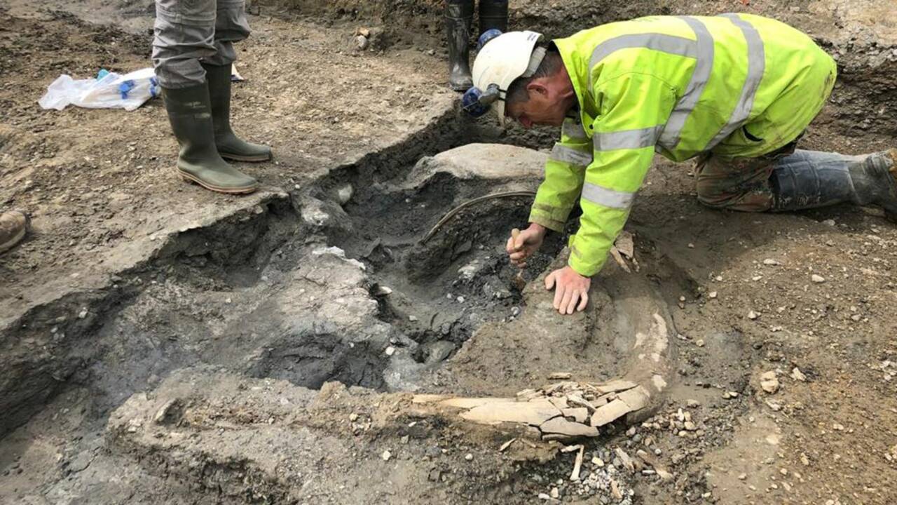 Un "cimetière de mammouths" vieux de 200 000 ans découvert au Royaume-Uni