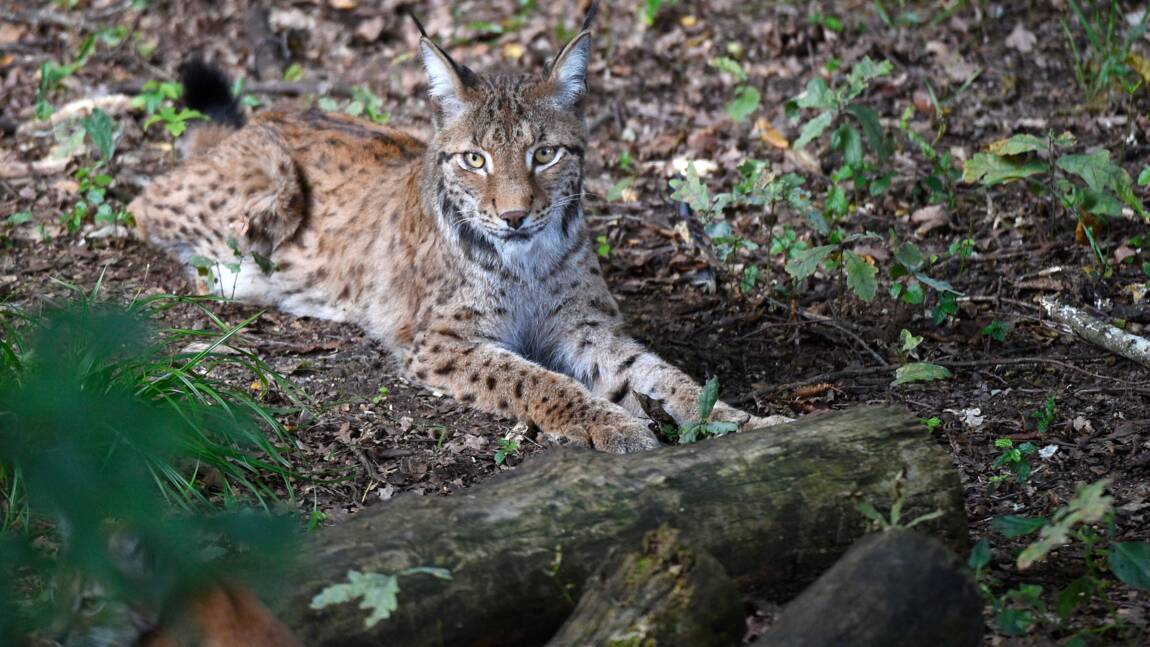 Un plan national d'action pour le lynx boréal,