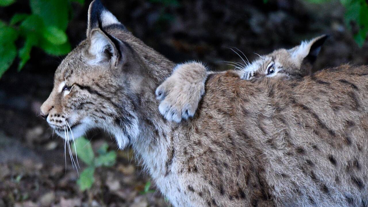 Un plan national d'action pour le lynx boréal, "parent pauvre" des grands prédateurs en matière de préservation