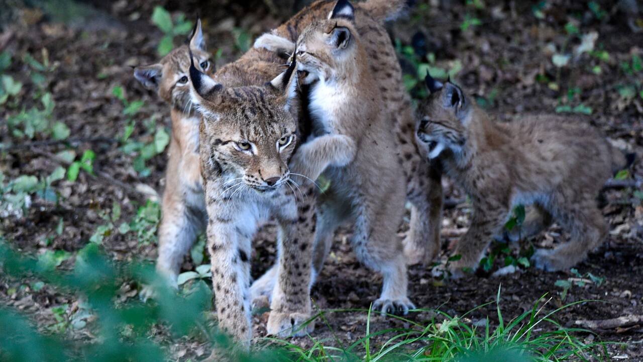 Un plan national d'action pour le lynx boréal, "parent pauvre" des grands prédateurs en matière de préservation
