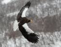 Un aigle asiatique atterrit aux Etats-Unis à cause d'une tempête