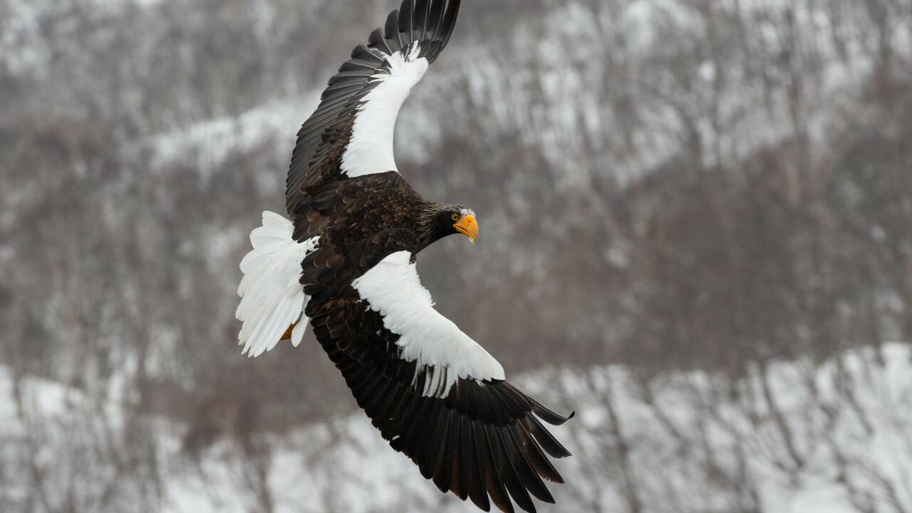 Un aigle asiatique atterrit aux Etats-Unis à cause d'une tempête