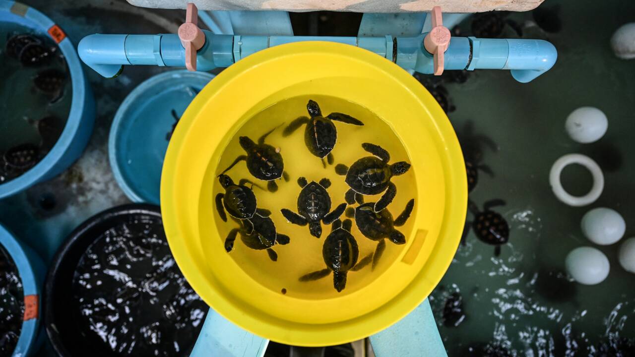 Les tortues marines de retour sur les plages de Thaïlande depuis la pandémie