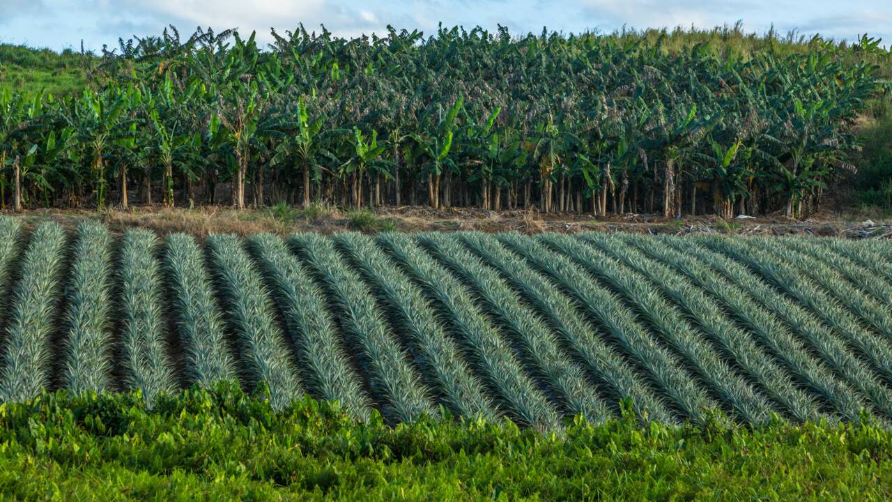 Guadeloupe : de l'usage important de pesticides malgré le traumatisme du chlordécone
