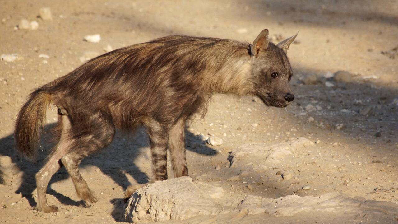 La hyène brune,  l’une des espèces les plus rares