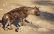 The brown hyena, one of the rarest species