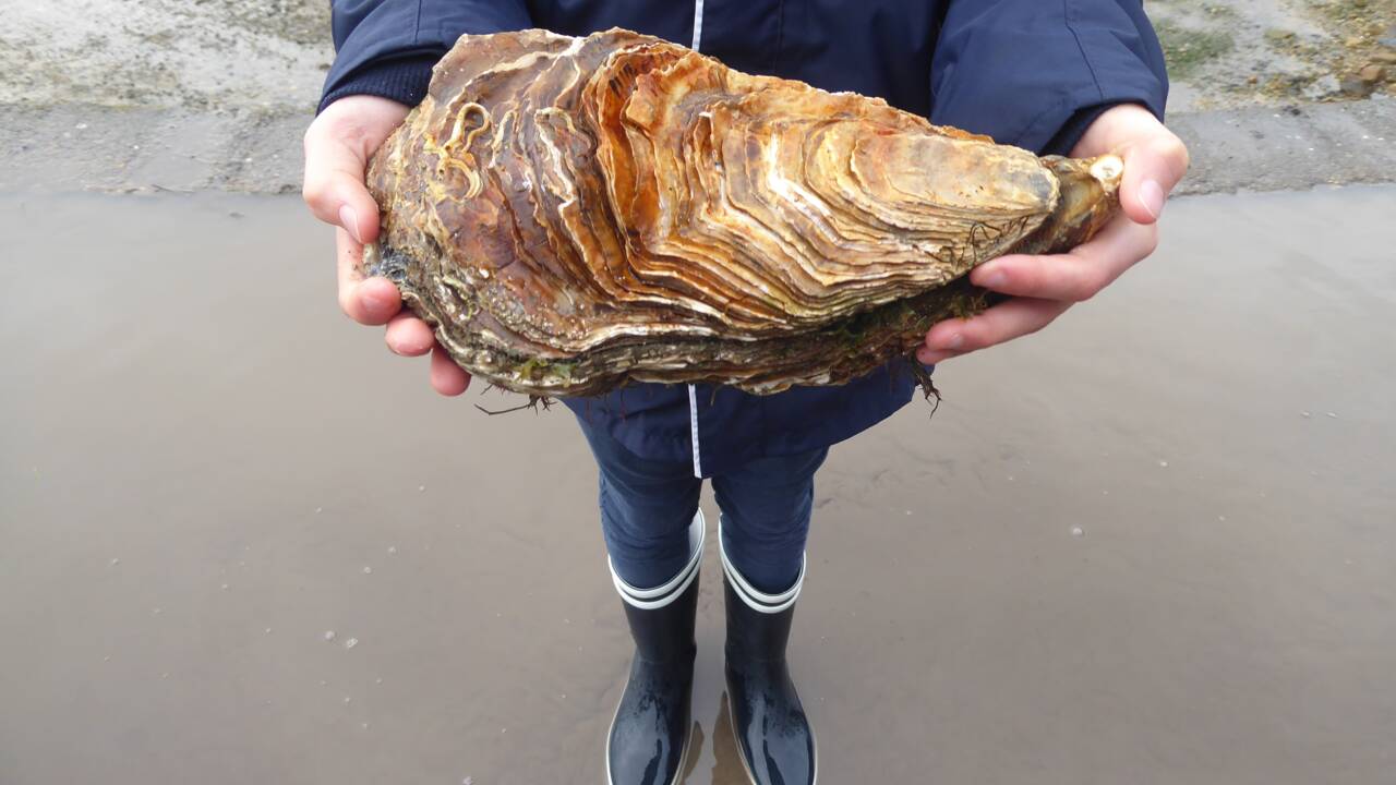 Une huître de plus de 2 kilos récoltée dans le Finistère