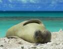 Hawaï : 3e meurtre d'une rare espèce de phoque moine en 2021