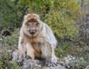 Le singe magot, trésor en péril de l'Afrique du Nord