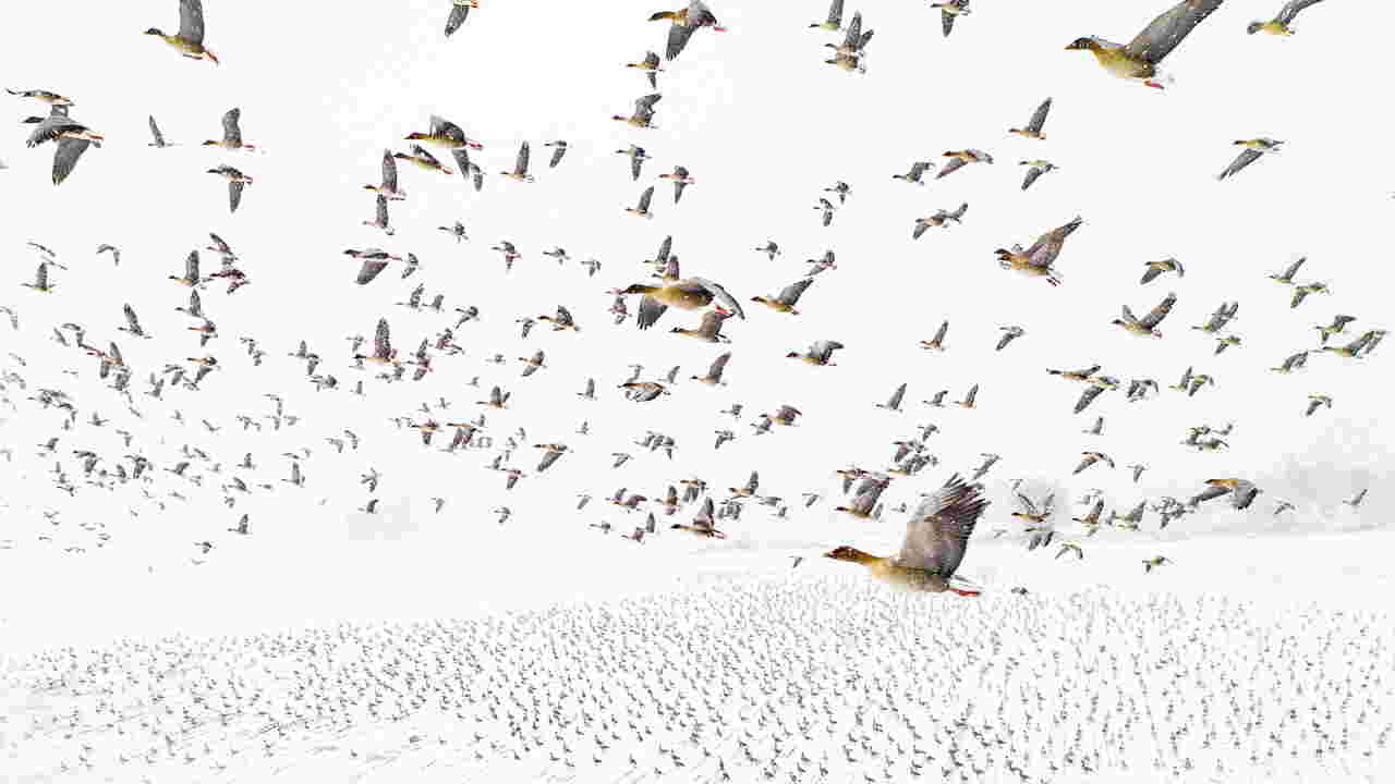 Les plus belles photos par le Nature Photographer of the Year 2021 Geo.fr Les plus belles photos par le Nature Photographer of the Year 2021 Geo.fr
