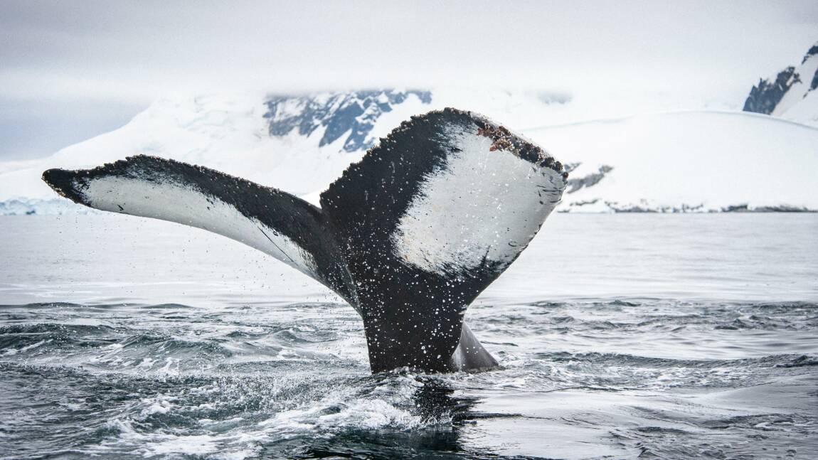 Baleines bleues, grands cachalots... Comment vont les cétacés dans la zone antarctique ?