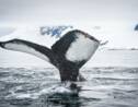 Baleines bleues, grands cachalots... Comment vont les cétacés dans la zone antarctique ?