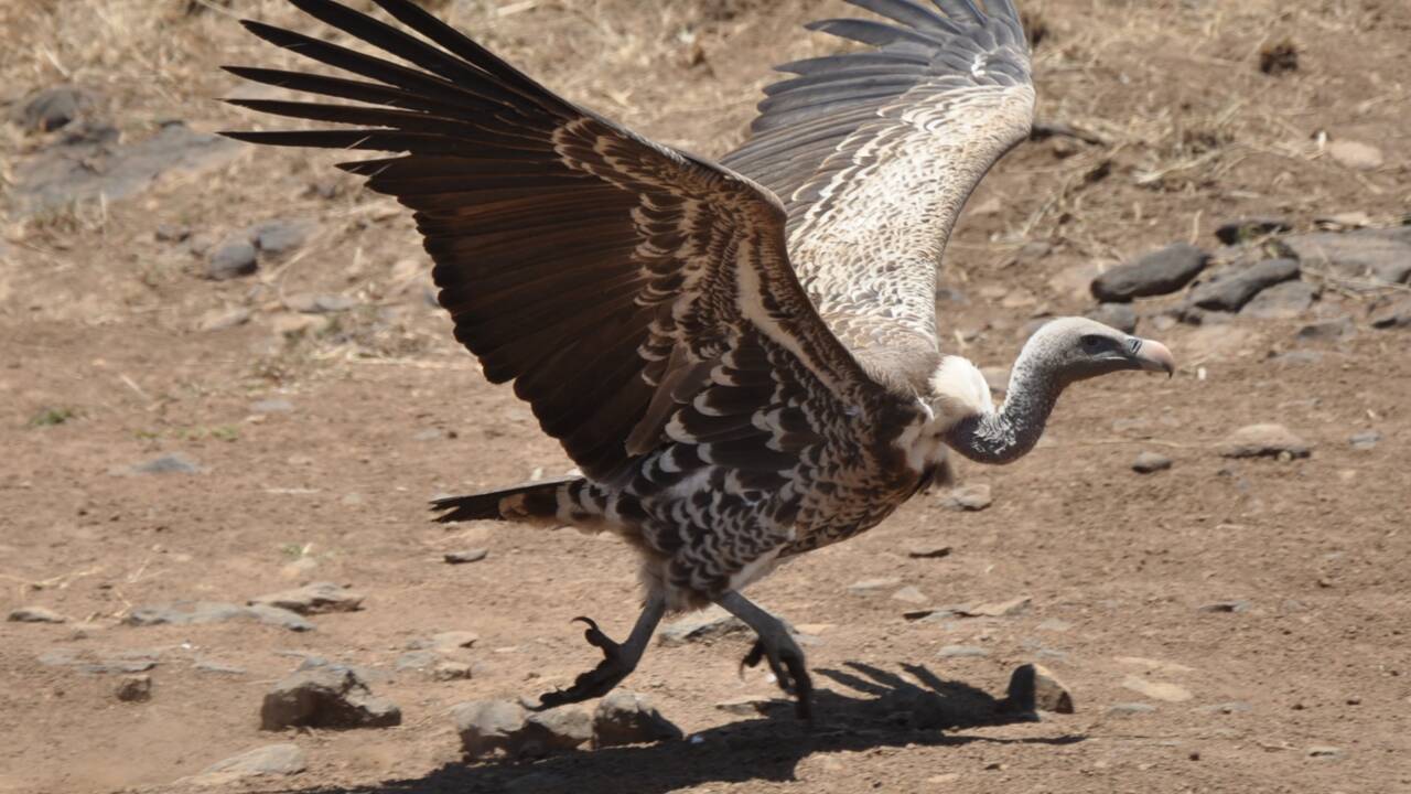 Au Kenya, pas de pitié pour les vautours