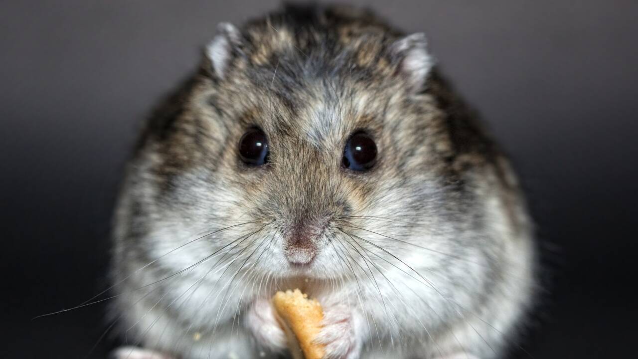 Le hamster est capable de boire beaucoup d'alcool sans jamais avoir la gueule de bois