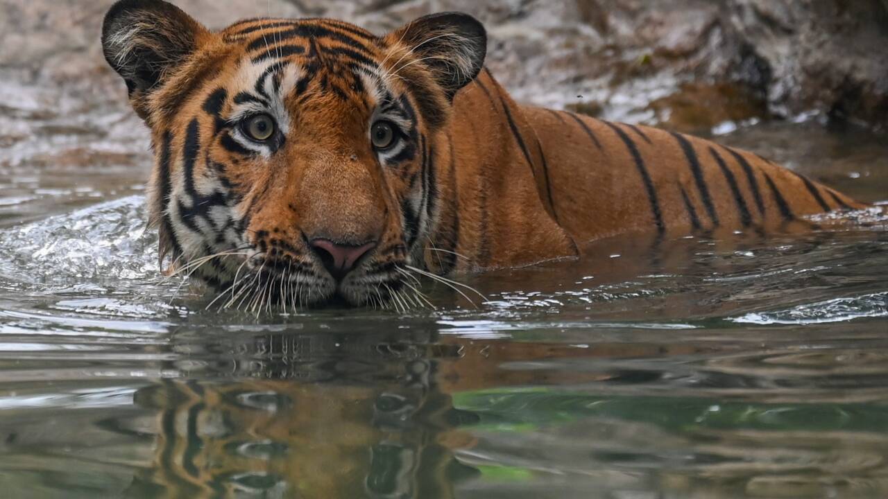 En Inde, 126 tigres ont péri en 2021, bilan le plus élevé jamais enregistré