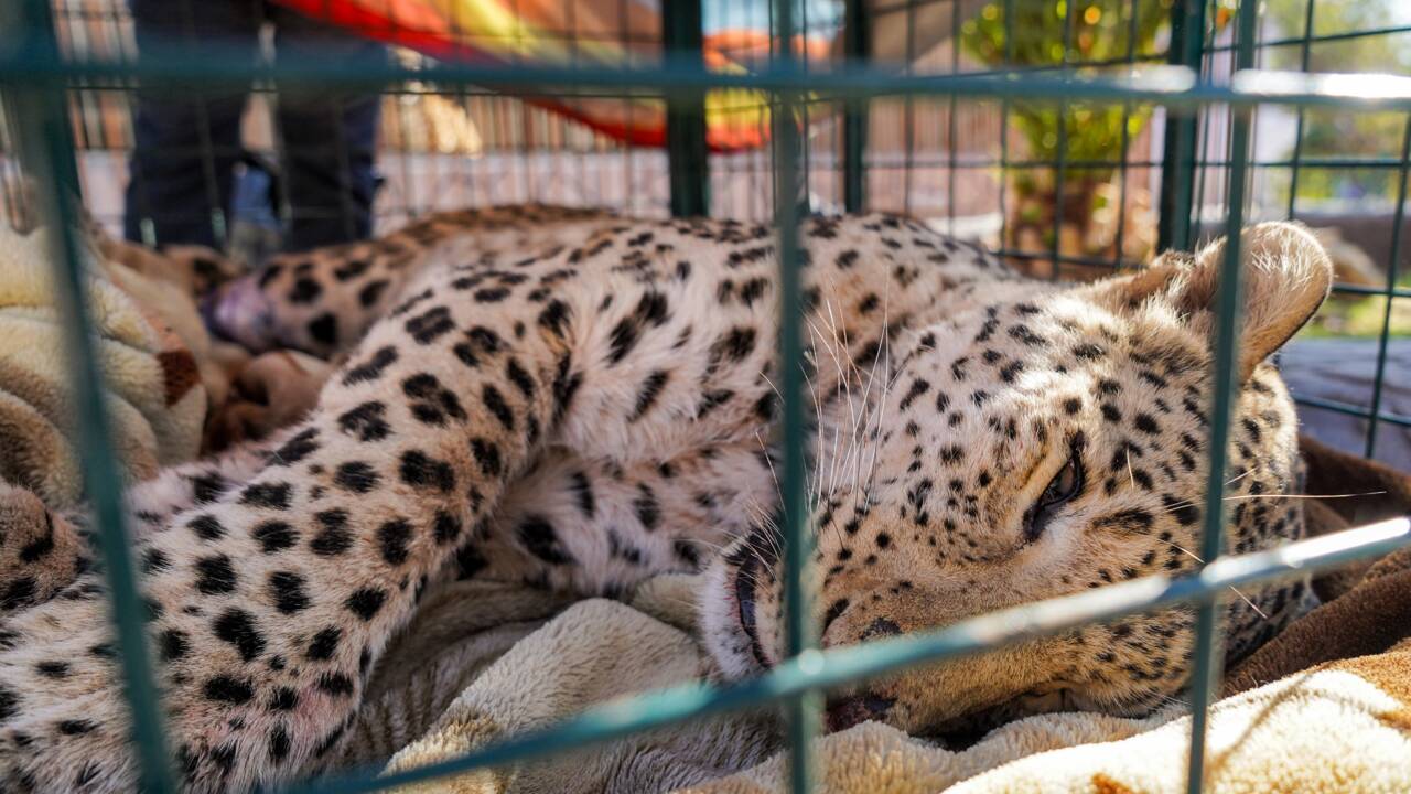 Rare capture d'un léopard dans une région montagneuse d'Irak