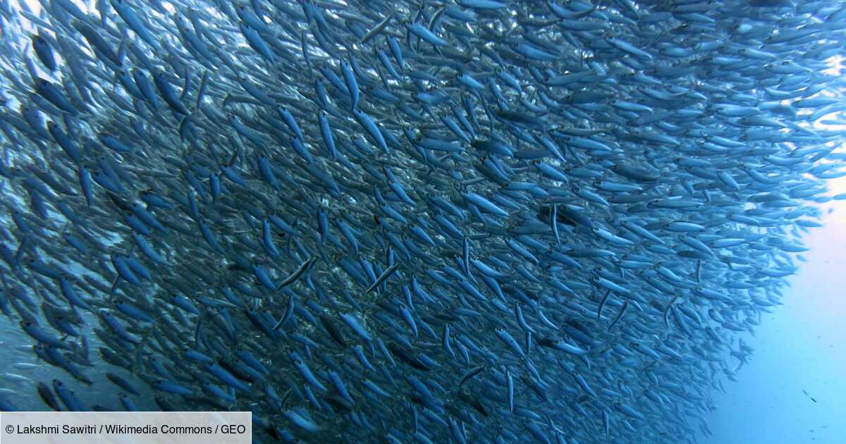 Surpeche Ces Especes De Poissons Et De Mollusques Que L On Peut Manger Ou Pas Geo Fr