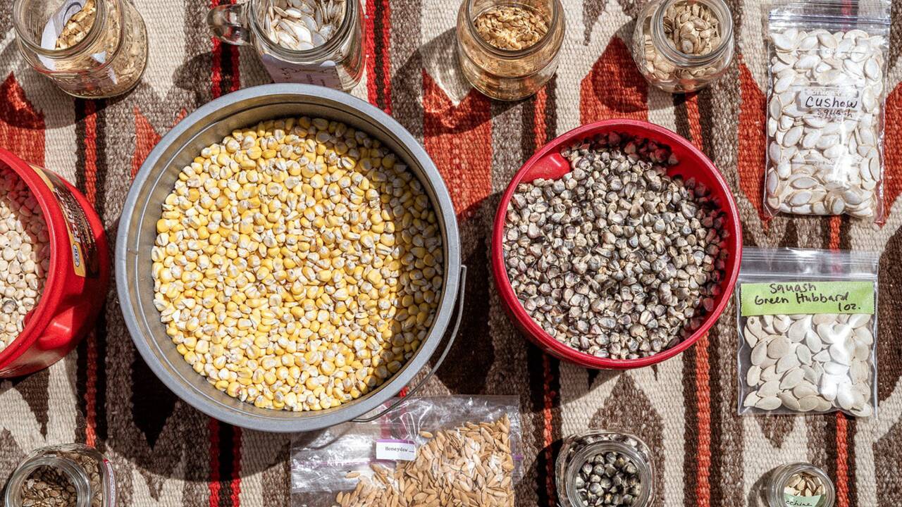 Ouest américain : avec ces Navajo qui ont relancé la culture du maïs, plante nourricière et sacrée