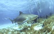 Le requin bouledogue, terreur des mers... et de l'eau douce