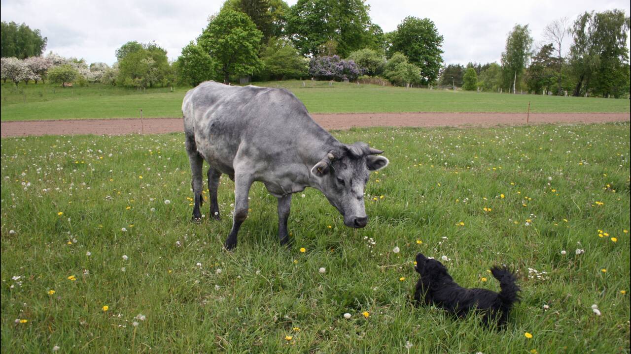 Les vaches bleues de Lettonie sauvées de l'extinction