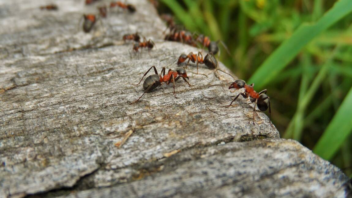 Un coup accidentel dans un arbre révèle un comportement étonnant chez des fourmis