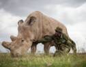 Kenya : la fécondation in vitro, dernière chance des rhinos blancs du Nord 