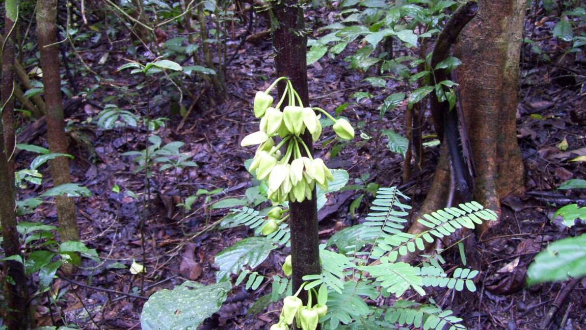 Uvariopsis dicaprio : un arbre tropical baptisé du nom de l'acteur et défenseur de l'environnement 