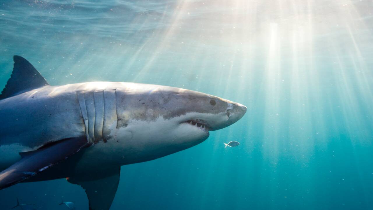 Un grand requin blanc photographié avec une incroyable morsure