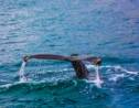 Île de La Réunion : une baleine bleue pygmée aperçue pour la première fois