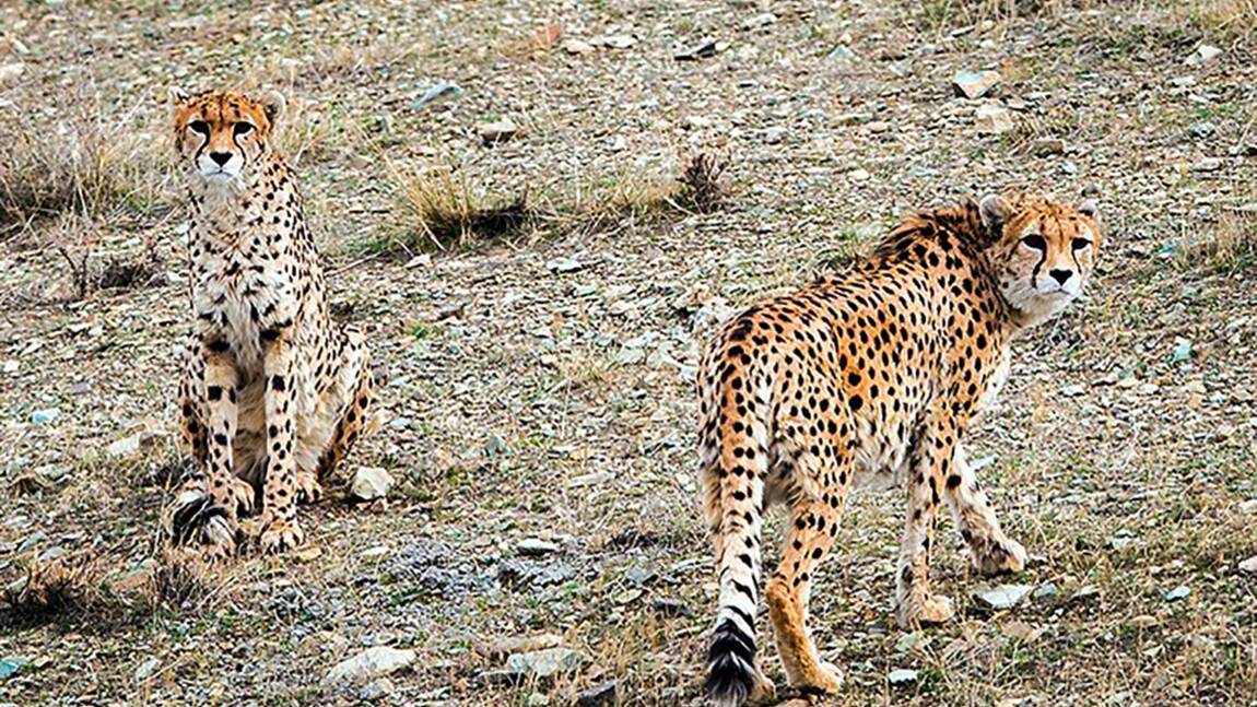 L'Iran ne compte plus que 12 guépards à l'état sauvage, des félins en danger critique d'extinction