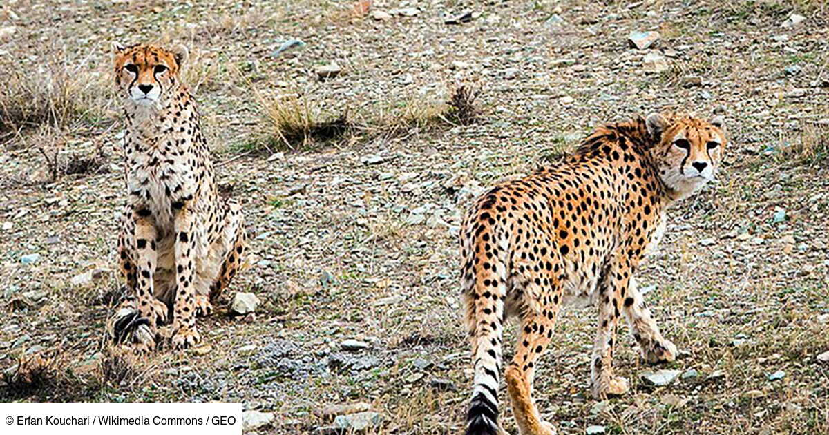 https://geo.img.pmdstatic.net/fit/https.3A.2F.2Fi.2Epmdstatic.2Enet.2Fgeo.2F2022.2F01.2F09.2F0bf67368-96bd-4e40-8e50-d4a519b8100c.2Ejpeg/1200x630/cr/wqkgRXJmYW4gS291Y2hhcmkgLyBXaWtpbWVkaWEgQ29tbW9ucyAvIEdFTw%3D%3D/liran-ne-compte-plus-que-12-guepards-a-letat-sauvage-des-felins-en-danger-critique-dextinction.jpg
