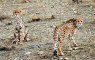 L'extinction des animaux a aussi un impact sur l'évolution des plantes 2 L’extinction des animaux a aussi un impact sur l’évolution des plantes