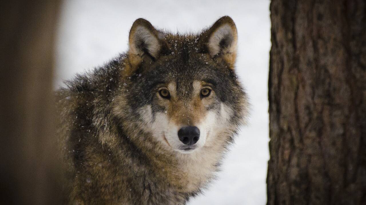 Etats-Unis : des chasseurs abattent 20 loups qui s'étaient aventurés hors du parc de Yellowstone