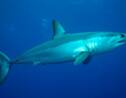 Le requin mako, le requin le plus rapide du monde