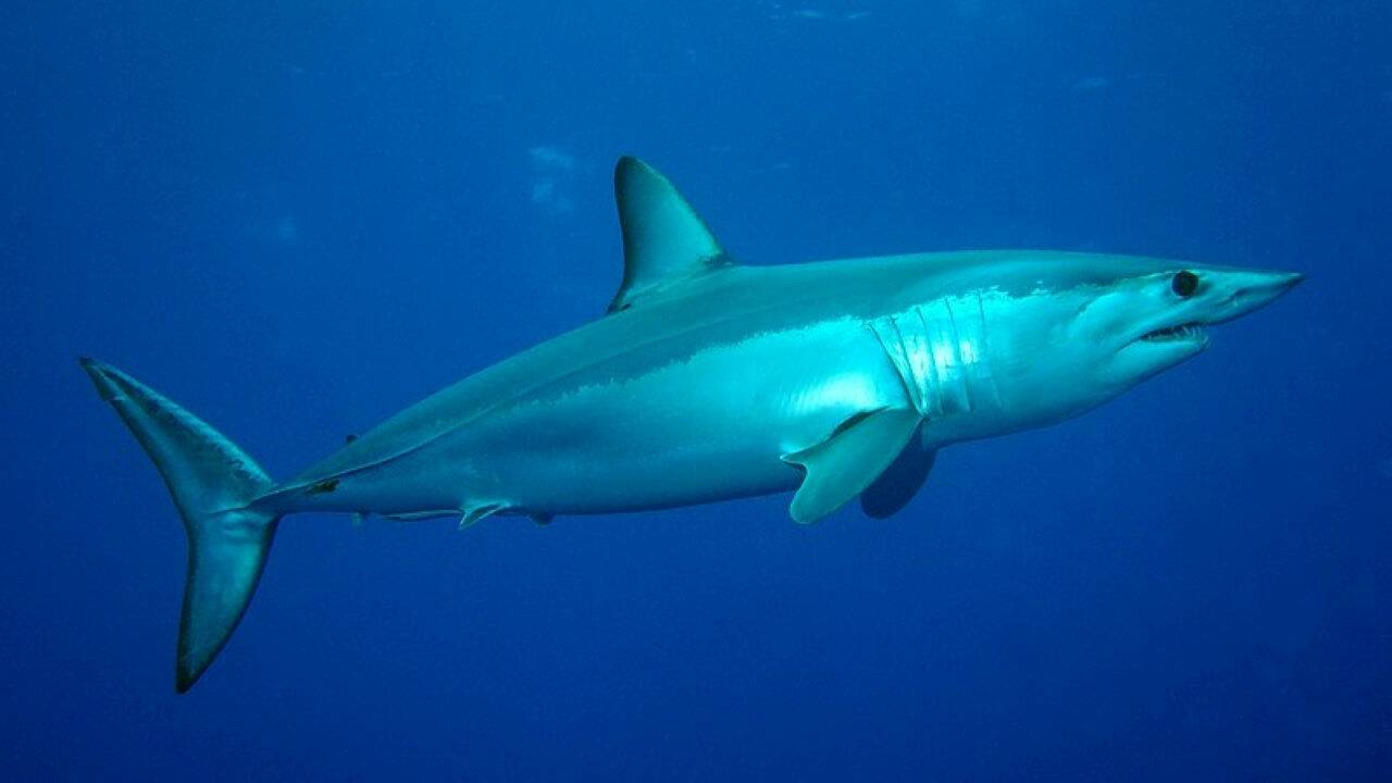 Le requin mako, le requin le plus rapide du monde