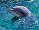 Les dauphins femelles pratiquent aussi la stimulation sexuelle 